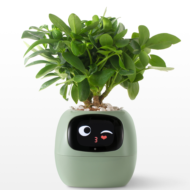 Smart Plant Ivy 